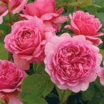 Princess Alexandra of Kent