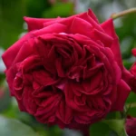 Screenshot_20230315_122519_Google