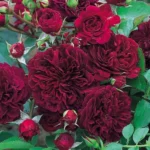 english-roses-tradescant-ausdir_nen_33596