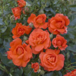 miss-tango-