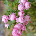 morsdag-pink-2