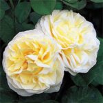 plant_rosa___mary_webb___1_92