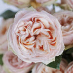 sweet-catalina-garden-rose-wholesale-flowers-close-up_5927e_1nji3