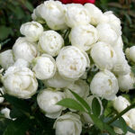 white morsdag6