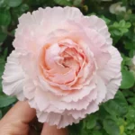 TsumugiFuliRose01